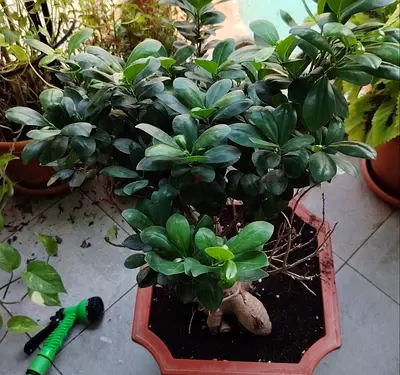 MOVING OUT SALE: Healthy Outdoor potted ficus/bonsai-style plant in plastic planter