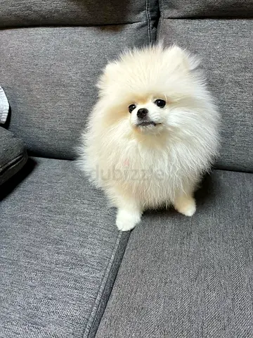 Fluffy White Pomeranian Puppy ready for adoption