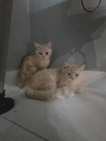 Cats for free adoption