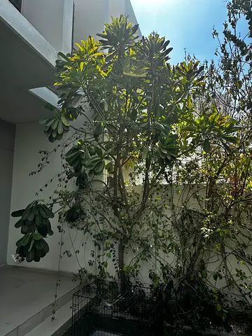 Plumeria 6-7M tall for sale