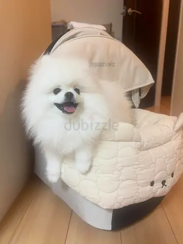 Fluffy White Pomeranian Puppy ready for adoption