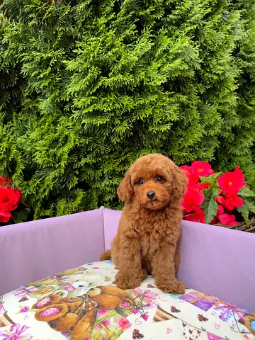 ⸻  🐶 Adorable Male  Female Poodle Puppies Available