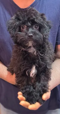Toy poodle puppy