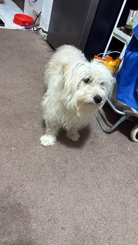 Pet for adoption
