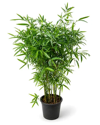 Dwarf Chinese Bamboo Outdoor Plant UAE | Bambusa Multiplex Viva Verda