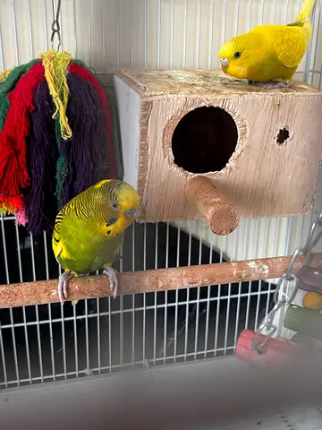 Birds