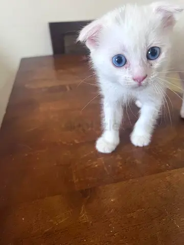 Pure beautiful Scottish fold kitten with mother