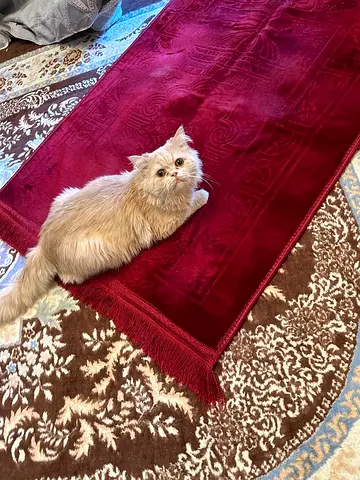 Persian Cat 🐈