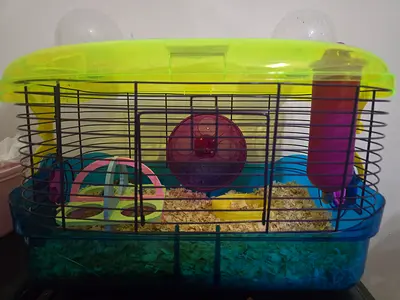 Hamsters with cage and toys