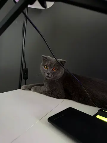 Scottish fold female kitten