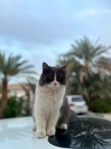 Adoption cat