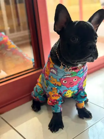 Dog For Adoption