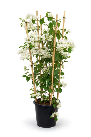 Bougainvillea spectabilis Outdoor Plant UAE | Viva Verda Premium Garden Plant
