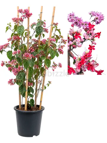 Viva Verda Bleeding Heart Vine Outdoor Plant UAE | Clerodendrum thomsoniae Premium Climber