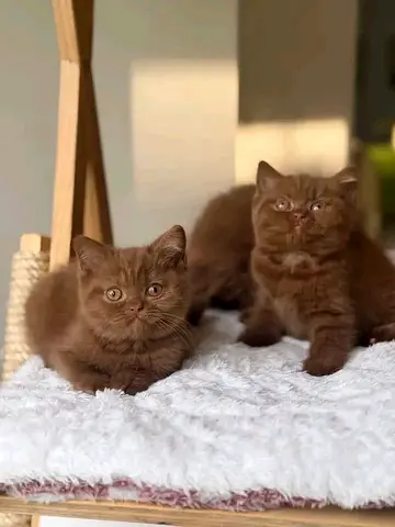 Chocolate British shorthair kittens