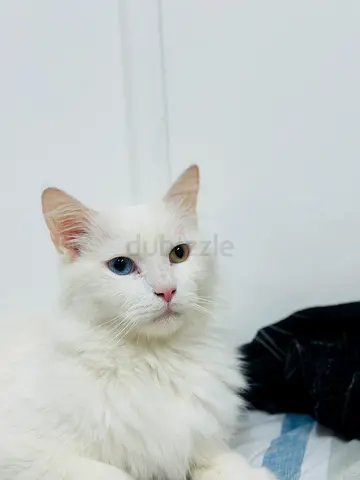 White long-haired cat- looking for new home.