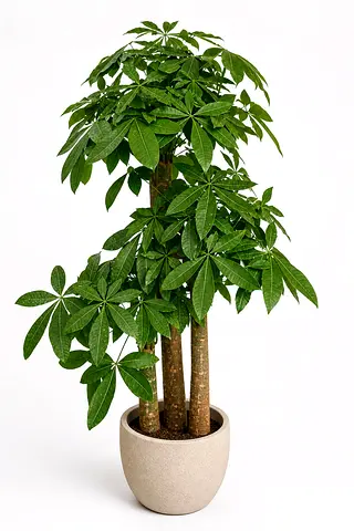 Pachira Aquatica Money Tree Indoor Plant in Ceremic Pot UAE | Viva Verda Triple Trunk Plant