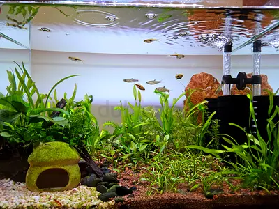 Cycled Tank 50×33×35 with Live Plants  Fish  Shrimps  Filter  Light - self pick up only