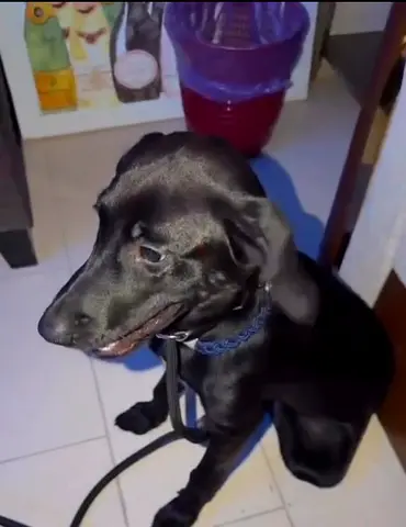 Dog