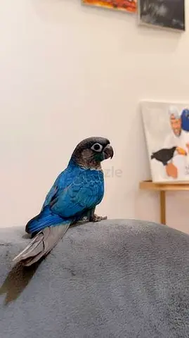 I’m looking to adopt a conure parrot