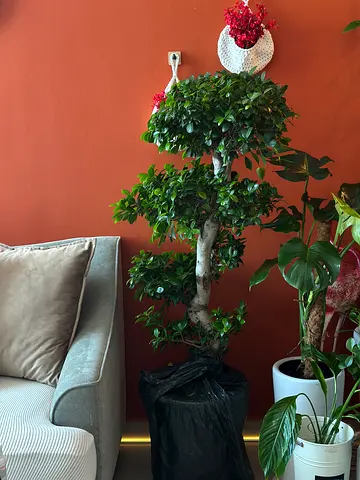 Large Potted Ficus Bonsai Tree