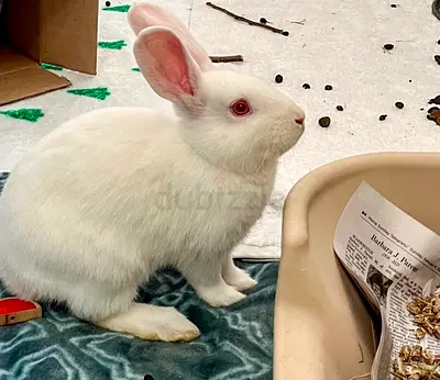 RABBIT SNOW WHITE FOR FREE GIVE AWAY