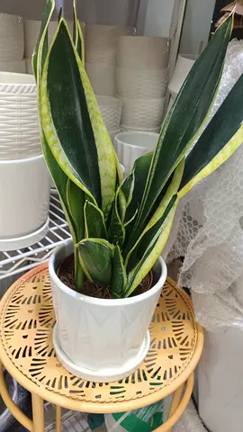 Sansevieria (Snake Plant) in White Ceramic Pot - Good Condition