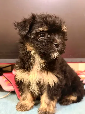 Small mixed-breed puppy ready for adoption — friendly and vaccinated