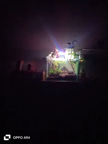 Planted aquarium with, filter, light and live plants