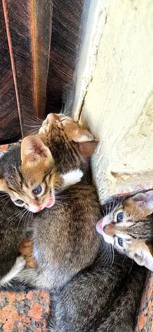 Baby cats