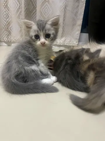 Two adorable gray long-haired kittens - playful and healthy