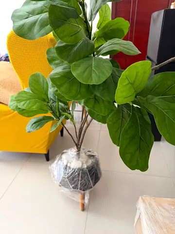 Fake Fig Plant without the pot
