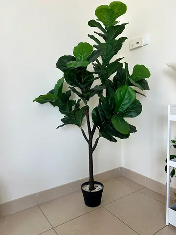 Fiddle Leaf Fig (Faux) Potted Floor Plant - Tall Decorative Greenery