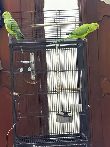 Green Parrot with Gauge