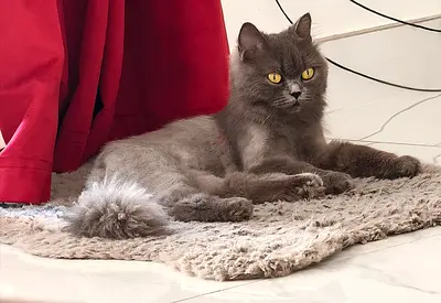 Female British shorthair