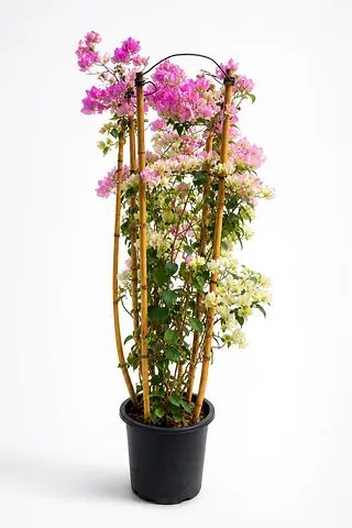 Bougainvillea spectabilis Outdoor Plant UAE | Viva Verda Premium Garden Plant