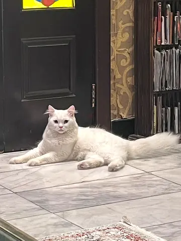 Free cat adoption