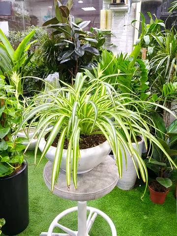 Spider Plant (Chlorophytum Comosum) in Premium White Pot | Air Purifying Indoor Plant