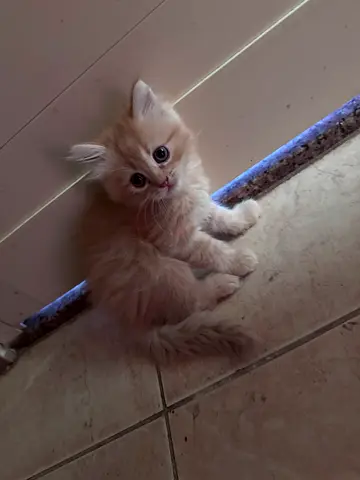 Adorable Litter-Trained Male Kitten Looking for a Loving Home