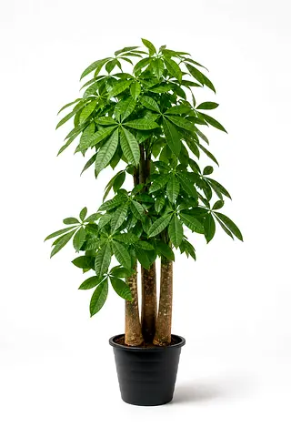 Pachira Aquatica Money Tree Indoor Plant in Plastic Pot UAE | Viva Verda Triple Trunk Plant