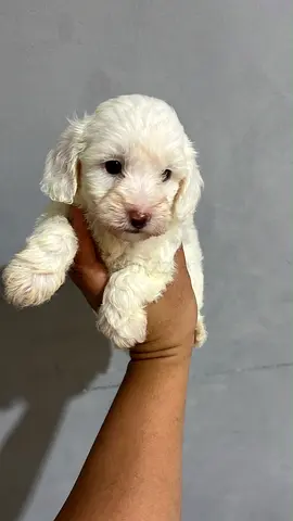Adorable super cute Healthy and Playful ready for a new home