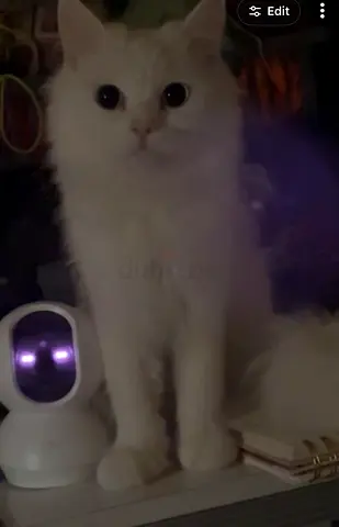 Cat for adoption