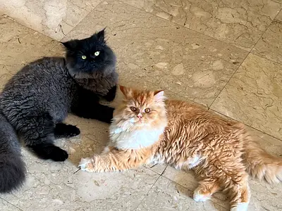 Two Persian cats fully vaccinated for adoption