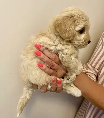 Small pocket size puppy