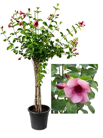 Allamanda Blanchetii Outdoor Plant UAE | Violet Allamanda Viva Verda