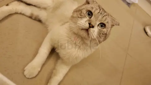 Snowy ( cat )