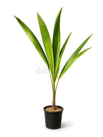 Coconut Palm Outdoor Plant UAE | Cocos Nucifera Viva Verda