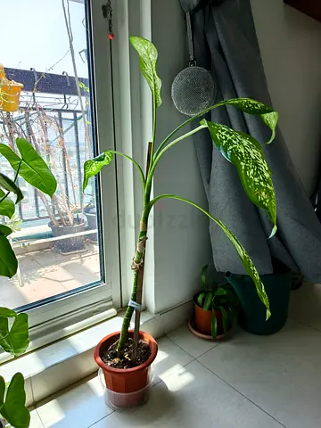 Diffenbachia plant 25dhs
