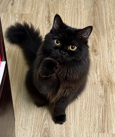 Bella, our beautiful black Scottish Fold who is 8 months old and ready to find a loving home