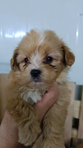 Cute small brown puppy — young, friendly, ready for adoption